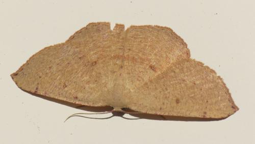 Cyclophora puppillaria